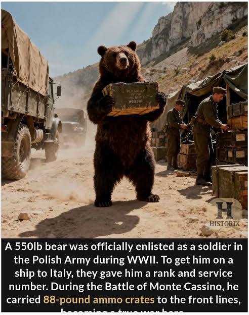 Wojtek carrying ammunition at Monte Cassino